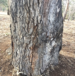 Eucalyptus bridgesiana at Hughes, ACT - 4 Aug 2018