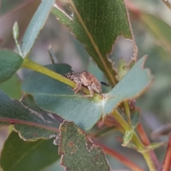 Gonipterus sp. (genus) at Uriarra Village, ACT - 15 May 2017