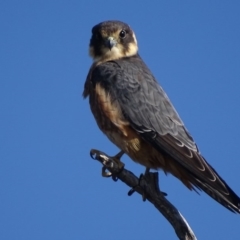 Falco longipennis (Australian Hobby) at Garran, ACT - 15 May 2017 by roymcd