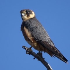 Falco longipennis at Garran, ACT - 15 May 2017 03:16 PM