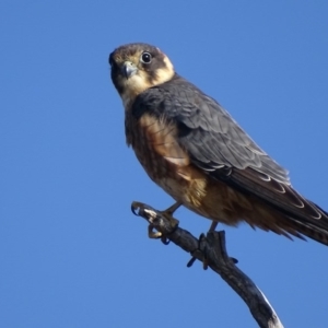 Falco longipennis at Garran, ACT - 15 May 2017
