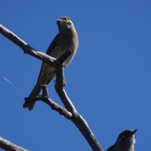 Caligavis chrysops at Garran, ACT - 7 Apr 2017