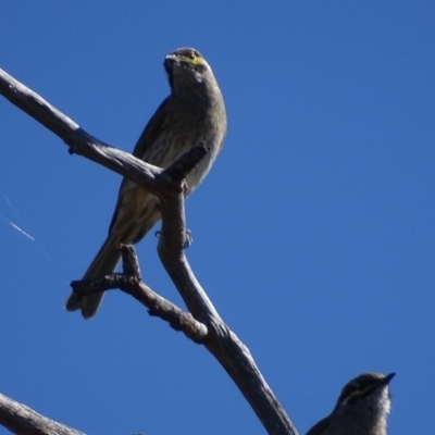 Caligavis chrysops (Yellow-faced Honeyeater) at Garran, ACT - 7 Apr 2017 by roymcd