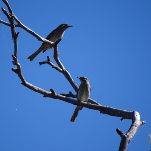 Caligavis chrysops at Garran, ACT - 7 Apr 2017