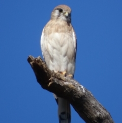 Falco cenchroides (Nankeen Kestrel) at Red Hill, ACT - 6 Apr 2017 by roymcd