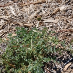 Sanguisorba minor at Molonglo Valley, ACT - 11 Feb 2010 08:32 AM