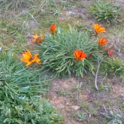 Gazania x splendens (Gazania) at Gordon, ACT - 13 May 2017 by ArcherCallaway