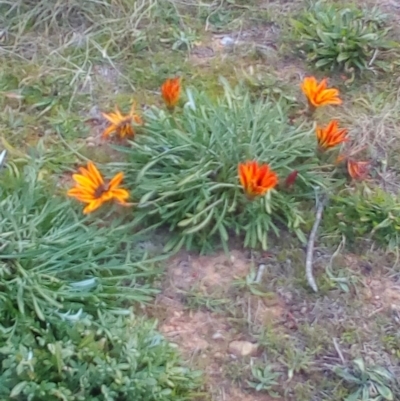 Gazania x splendens (Gazania) at Point Hut Pond - 13 May 2017 by RyuCallaway