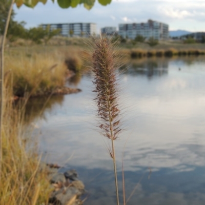 Cenchrus purpurascens (Swamp Foxtail) at Coombs Ponds - 13 May 2017 by michaelb