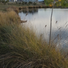 Cenchrus purpurascens at Coombs, ACT - 13 May 2017 05:50 PM