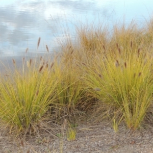 Cenchrus purpurascens at Coombs, ACT - 13 May 2017