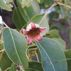 Brachychiton populneus subsp. populneus at Tennent, ACT - 4 Jan 2017