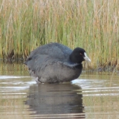 Fulica atra (Eurasian Coot) at Coombs, ACT - 13 May 2017 by MichaelBedingfield