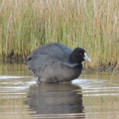 Fulica atra (Eurasian Coot) at Coombs, ACT - 13 May 2017 by michaelb
