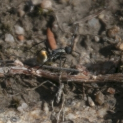 Polyrhachis sp. (genus) (A spiny ant) at Tennent, ACT - 15 May 2017 by SWishart