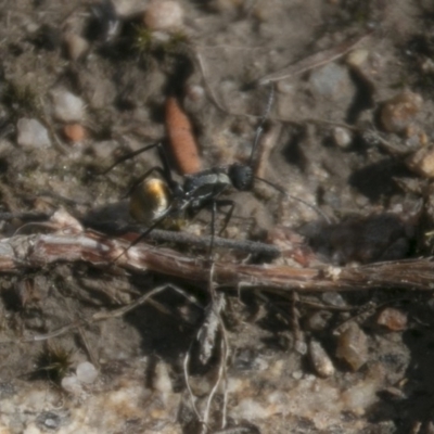 Polyrhachis sp. (genus) (A spiny ant) at Tennent, ACT - 15 May 2017 by SWishart