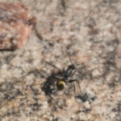 Polyrhachis sp. (genus) at Tennent, ACT - 15 May 2017