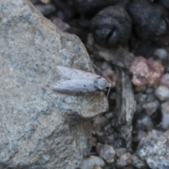 Philobota auxolyca (A concealer moth) at Tennent, ACT - 15 May 2017 by SWishart