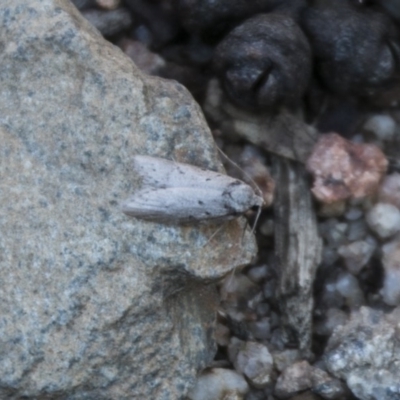 Philobota auxolyca (A concealer moth) at Namadgi National Park - 15 May 2017 by SWishart