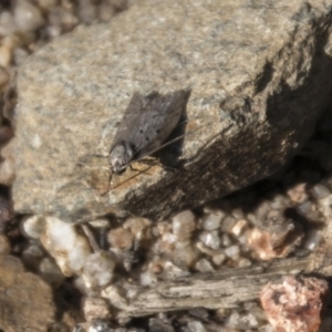 Philobota auxolyca at Tennent, ACT - 15 May 2017 11:49 AM