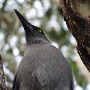 Strepera versicolor at Majura, ACT - 2 May 2017