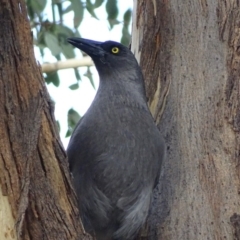 Strepera versicolor at Majura, ACT - 2 May 2017