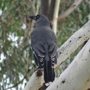 Strepera versicolor at Majura, ACT - 2 May 2017