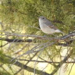 Pachycephala pectoralis (Golden Whistler) at Hackett, ACT - 14 May 2017 by Qwerty