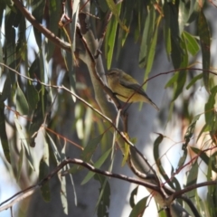 Smicrornis brevirostris (Weebill) at Mount Majura - 14 May 2017 by Qwerty