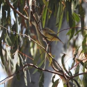 Smicrornis brevirostris at Hackett, ACT - 15 May 2017 12:00 AM