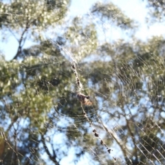 Trichonephila edulis (Golden orb weaver) at Hackett, ACT - 15 May 2017 by Qwerty