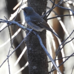 Pachycephala pectoralis (Golden Whistler) at Hackett, ACT - 15 May 2017 by Qwerty