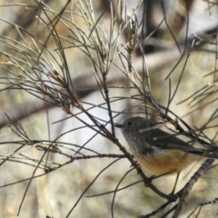 Acanthiza pusilla (Brown Thornbill) at Hackett, ACT - 16 May 2017 by Qwerty