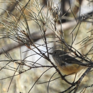 Acanthiza pusilla at Hackett, ACT - 16 May 2017