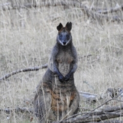 Wallabia bicolor (Swamp Wallaby) at Hackett, ACT - 14 May 2017 by Qwerty