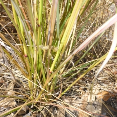 Sporobolus creber (Slender Rat's Tail Grass) at Campbell, ACT - 16 May 2017 by JanetRussell