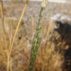 Sporobolus creber at Campbell, ACT - 16 May 2017 10:56 AM