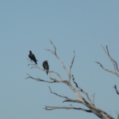 Aquila audax (Wedge-tailed Eagle) at Isaacs Ridge - 16 May 2017 by Mike