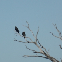 Aquila audax (Wedge-tailed Eagle) at Isaacs Ridge and Nearby - 16 May 2017 by Mike