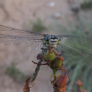 Austrogomphus guerini at Tennent, ACT - 4 Jan 2017