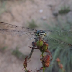 Austrogomphus guerini at Tennent, ACT - 4 Jan 2017 08:29 PM