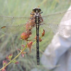 Austrogomphus guerini at Tennent, ACT - 4 Jan 2017