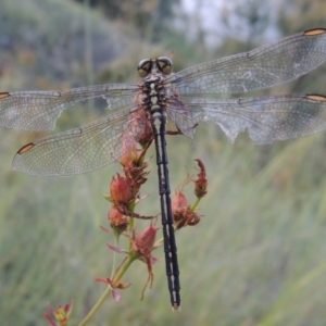 Austrogomphus guerini at Tennent, ACT - 4 Jan 2017