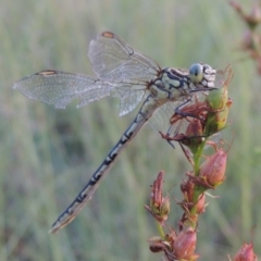 Austrogomphus guerini at Tennent, ACT - 4 Jan 2017 08:29 PM