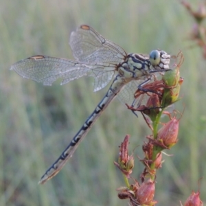 Austrogomphus guerini at Tennent, ACT - 4 Jan 2017