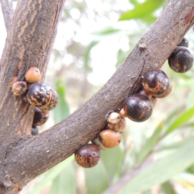 Cryptes baccatus (Wattle Tick Scale) at Gigerline Nature Reserve - 27 Dec 2016 by michaelb