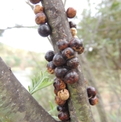 Cryptes baccatus (Wattle Tick Scale) at Gigerline Nature Reserve - 27 Dec 2016 by michaelb