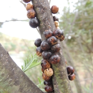 Cryptes baccatus at Paddys River, ACT - 27 Dec 2016