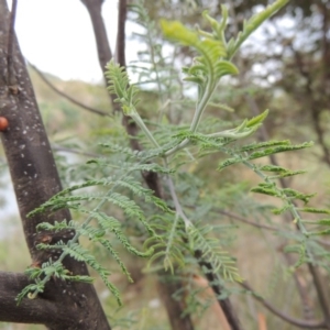 Cryptes baccatus at Paddys River, ACT - 27 Dec 2016