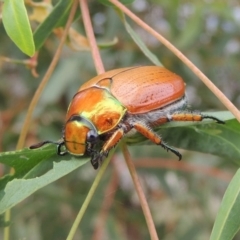 Anoplognathus brunnipennis (Green-tailed Christmas beetle) at Gigerline Nature Reserve - 27 Dec 2016 by michaelb